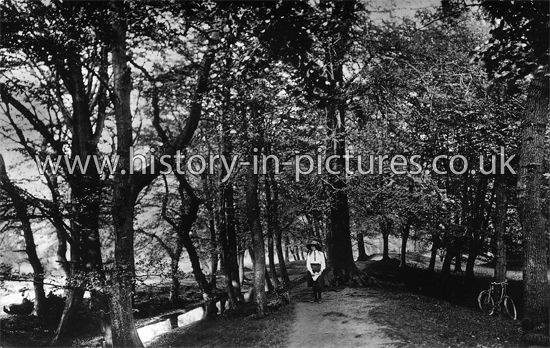 Ambresbury Bank, Epping Forest, Essex. c.1915